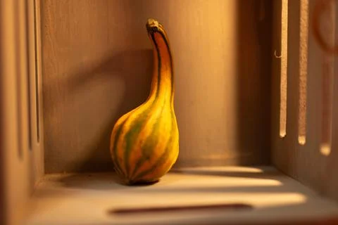 Decorative pumpkins on a kitchen table in a rural home Stock Photos