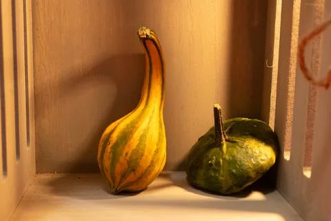 Decorative pumpkins on a kitchen table in a rural home Stock Photos