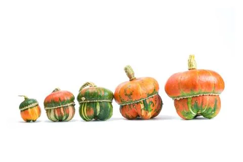 Decorative pumpkins Stock Photos