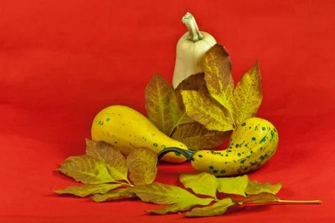 Decorative pumpkins Stock Photos
