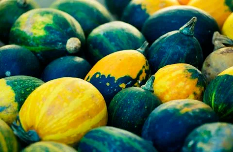 Decorative pumpkins Stock Photos