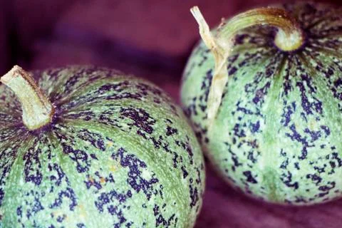 Decorative Pumpkins Stock Photos