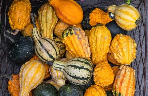 Decorative pumpkins Stock Photos