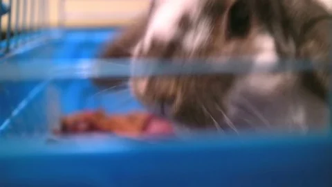 A decorative rabbit is eating grass in a cage. Close-up shot. Stock Footage 82423244