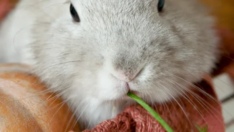 Decorative Rabbit Eats Green Organic Fennel While Sits in White Wooden Box Stock Footage 131099946