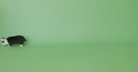 Decorative rabbit Stock Footage 158730342