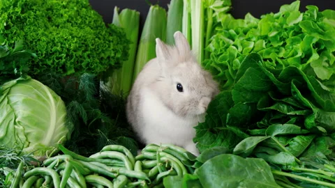 Decorative Rabbit on a Greens Background. Cute Fluffy Bunny Eats Romaine Lettuce Stock Footage 135756665