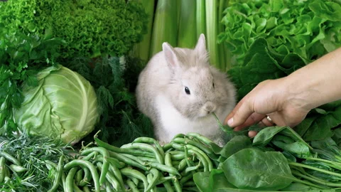 Decorative Rabbit on a Greens Background. Cute Fluffy Bunny Eats Fennel Stock Footage 136083846