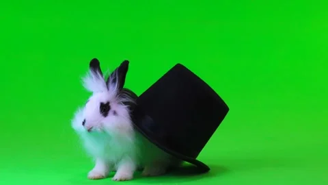 Decorative rabbit sits in a black hat on green screen Stock Footage 89203893