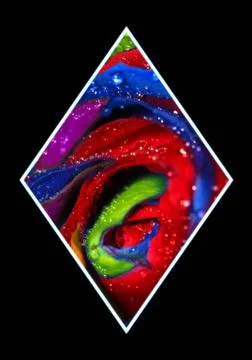 Decorative rainbow rose in polygon Stock Illustration
