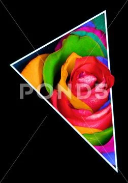 Decorative rainbow rose in polygon Stock Illustration