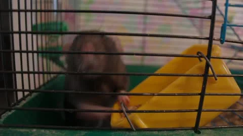 Decorative rat in a cage Video stock 12135125