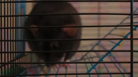 Decorative rat in a cage Stock Footage 12135841