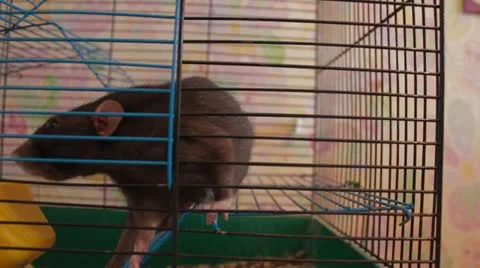Decorative rat in a cage Stock Footage 12136278