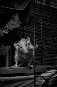 Decorative rat in a cage. Stock Photos