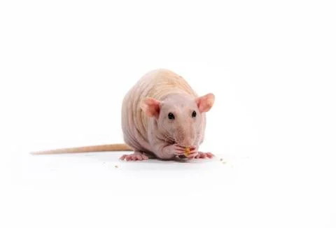 Decorative rat eats dry bread. Stock Photos