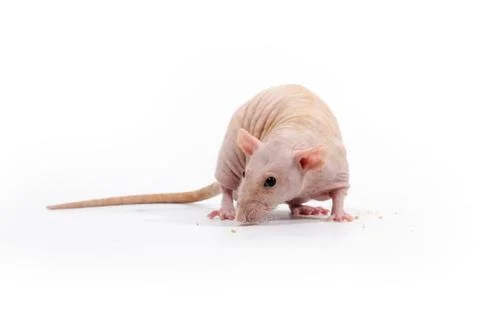 Decorative rat eats dry bread. Stock Photos