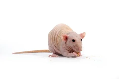 Decorative rat eats dry bread. Foto stock