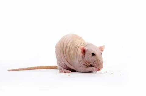 Decorative rat eats dry bread. Stock Photos