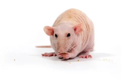 Decorative rat eats dry bread. Stock Photos