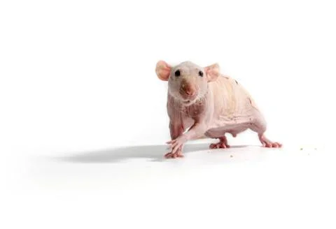 Decorative rat eats dry bread. Stock Photos