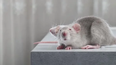 Decorative rat in the kitchen. Rodent on the table. Portrait of a pest Stock Footage 263872499