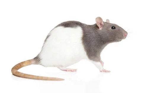 Decorative rat on white background Stock Photos