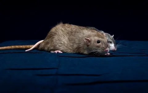 Decorative rats. Stock Photos