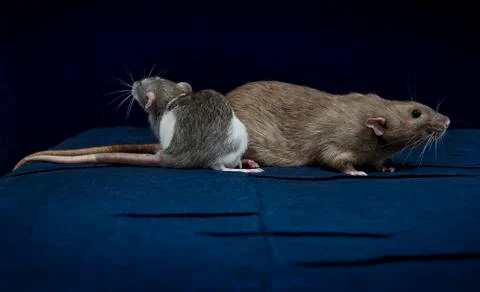 Decorative rats. Stock Photos