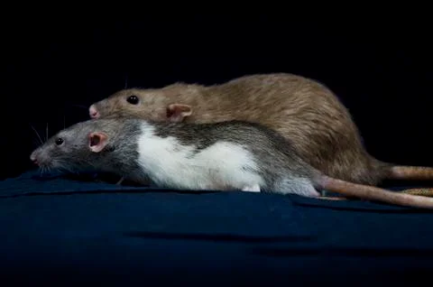 Decorative rats. Stock Photos