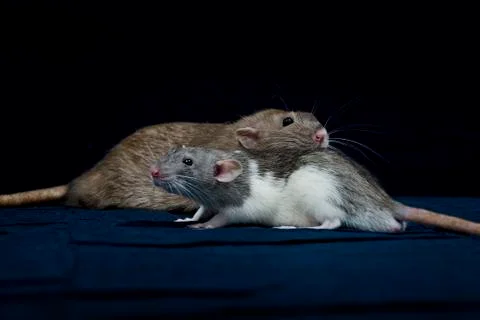 Decorative rats. Stock Photos