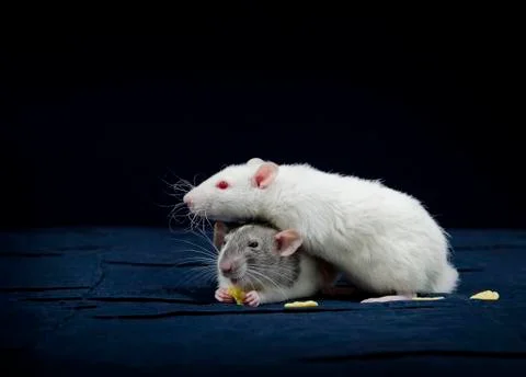 Decorative rats. Stock Photos