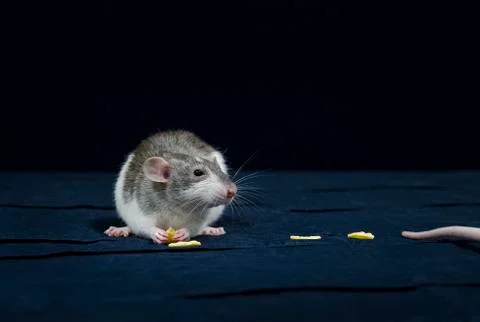 Decorative rats. Stock Photos