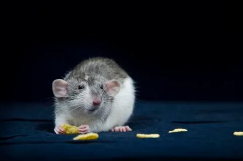 Decorative rats. Stock Photos