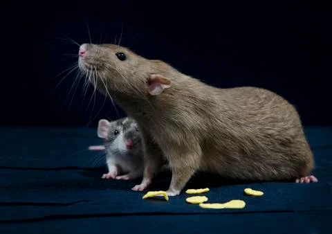Decorative rats. Stock Photos