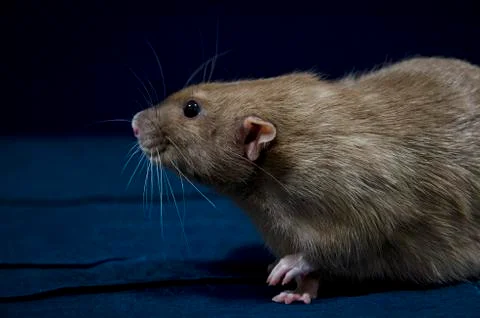 Decorative rats. Stock Photos