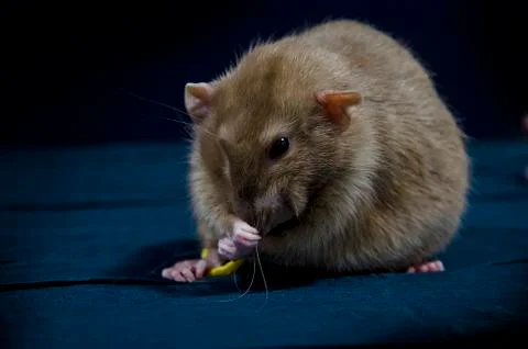 Decorative rats. Stock Photos