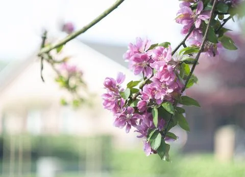 Decorative red apple tree flowers blossoming at spring time, floral background Stock Photos
