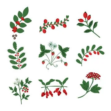 Decorative red berries Stock Illustration