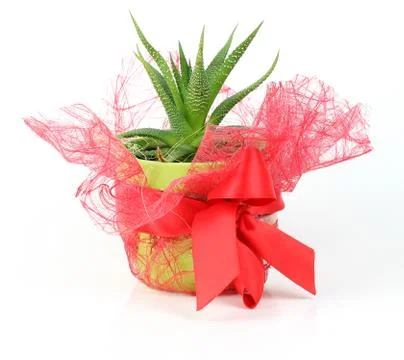 Decorative red cactus pot Stock Photos