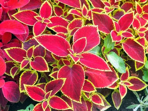 Decorative red Coleus Stock Photos