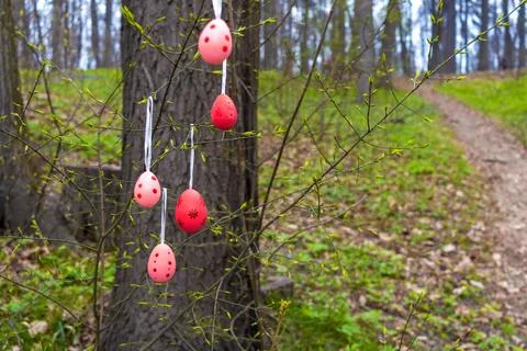 Decorative red Easter eggs on tree branches. Path in spring forest with fir.. Stock Photos