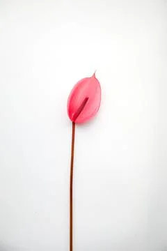 Decorative Red Flower Pattern Background for Wallpaper and Posters Stock Photos