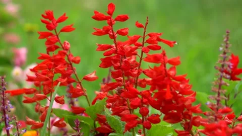 Decorative red flowers Stock Footage 137661205
