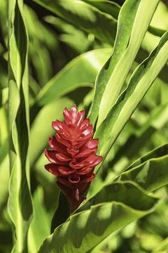 Decorative Red Ginger Flower Foto stock