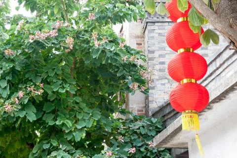 Decorative red lantern hanging on a tree with brick wall and bauhinia tree ba Stock Photos