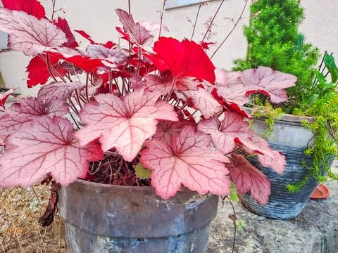 Decorative red leaves of heuchera in the spring garden in the flower bed 스톡 사진