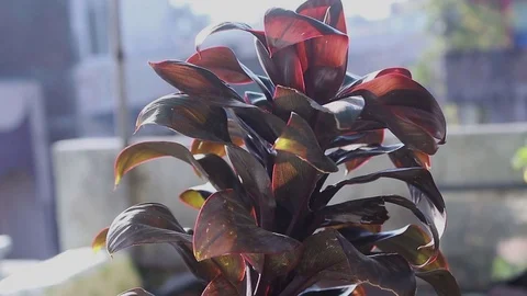 Decorative red plant Stock Footage 125507101