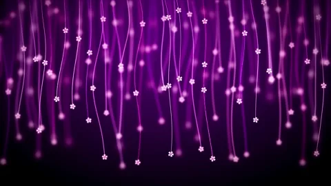 Decorative Red Purple Blurry Cherry Blossoms Hanging On Lines Curtains Waving Stock Footage 252551289