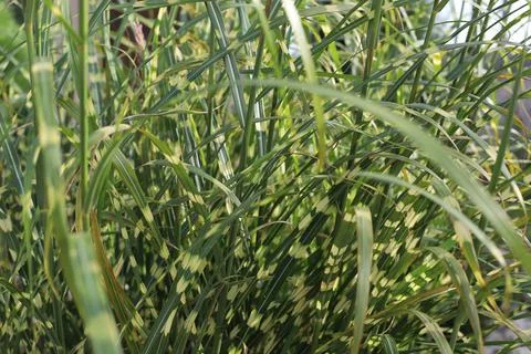 Decorative reed as texture. Stock Photos